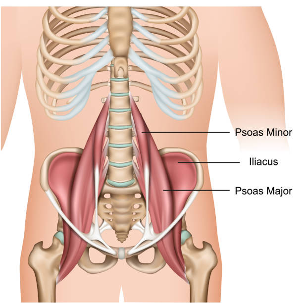 Le Psoas vous connaissez venez le faire travailler le dim. 31 août 2025 à 10h00